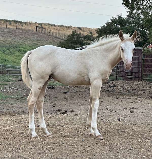 can-be-double-registered-apha-horse