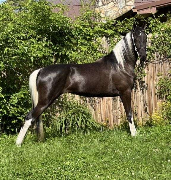 black-tobiano-homozygous-homozygous-black-horse