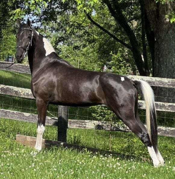 tobiano-horse