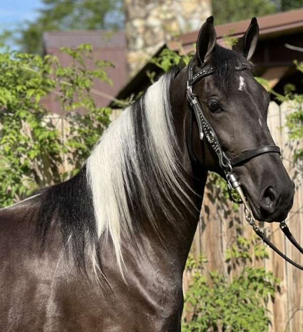 black-tobiano-horse