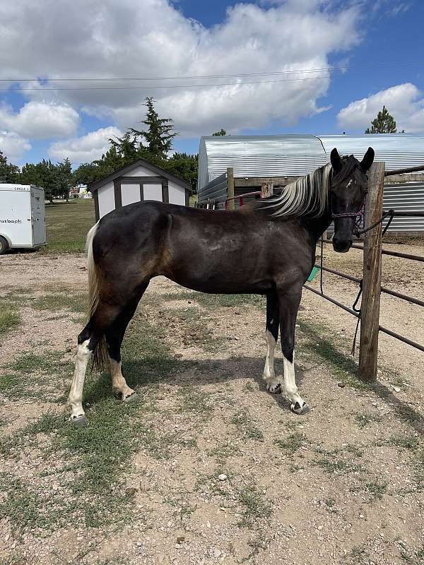 black-tennessee-walking-filly