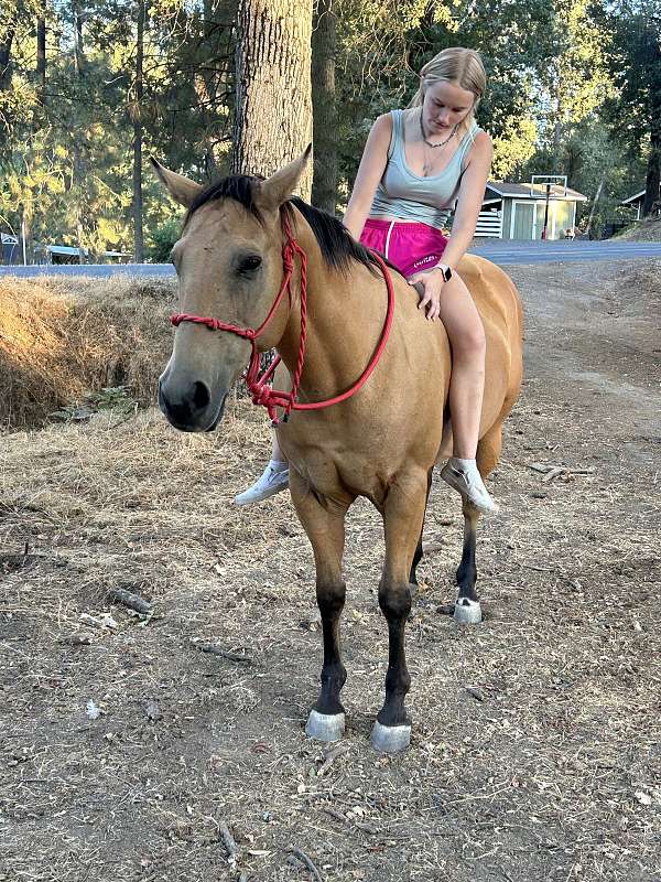 buckskin-quarter-horse-mare