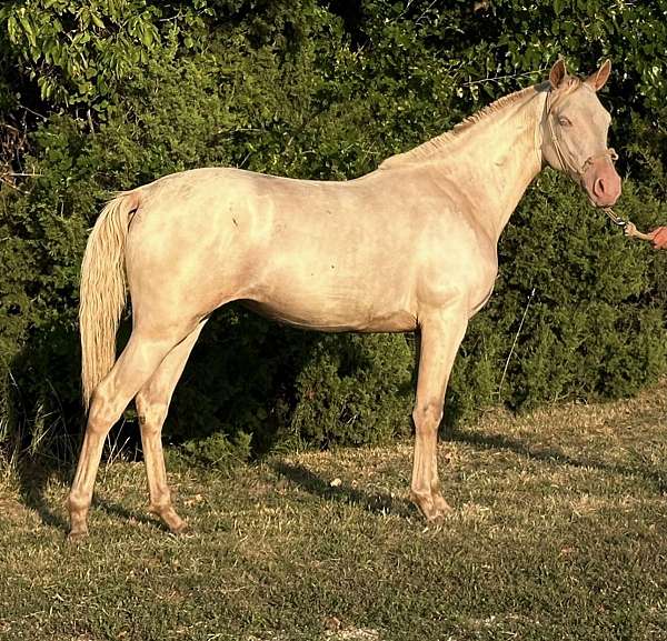 perlino-missouri-fox-trotter-filly