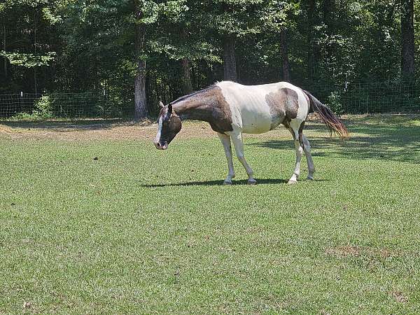 blue-roan-roan-all-around-trail-horse