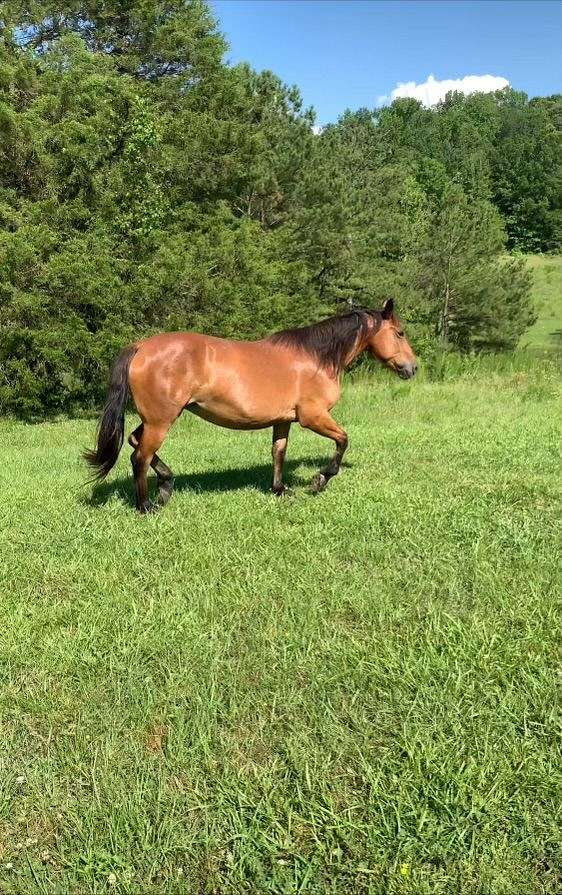 help-mustang-horse