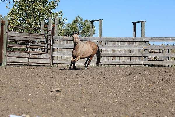 all-around-quarter-horse