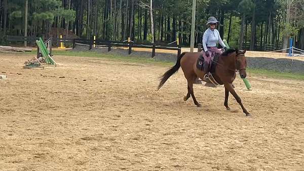 thoroughbred-horse-for-sale