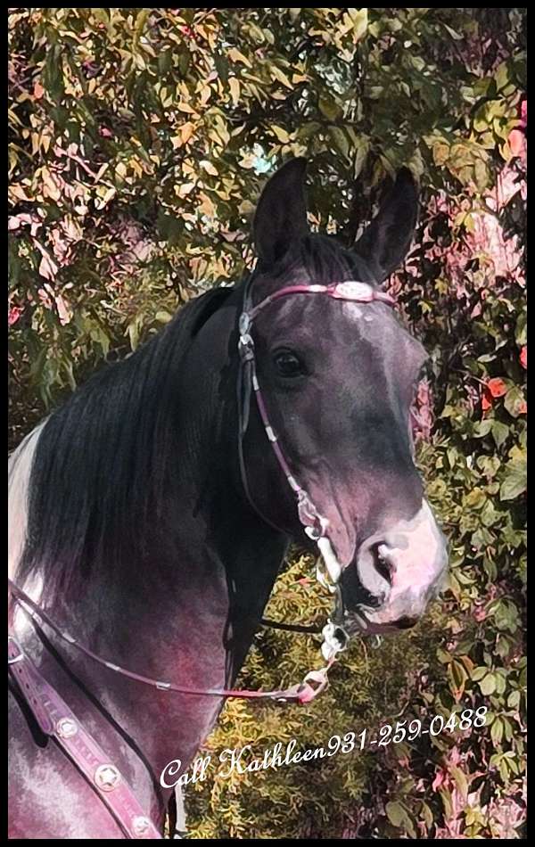 tobiano-blackwhite-horse