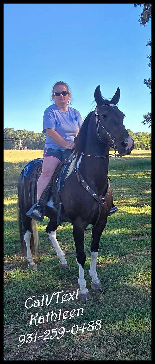 experienced-spotted-saddle-horse