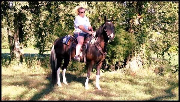 flashy-spotted-saddle-horse