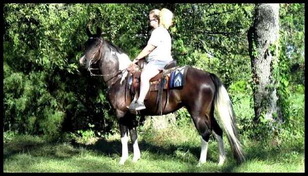 trail-spotted-saddle-horse