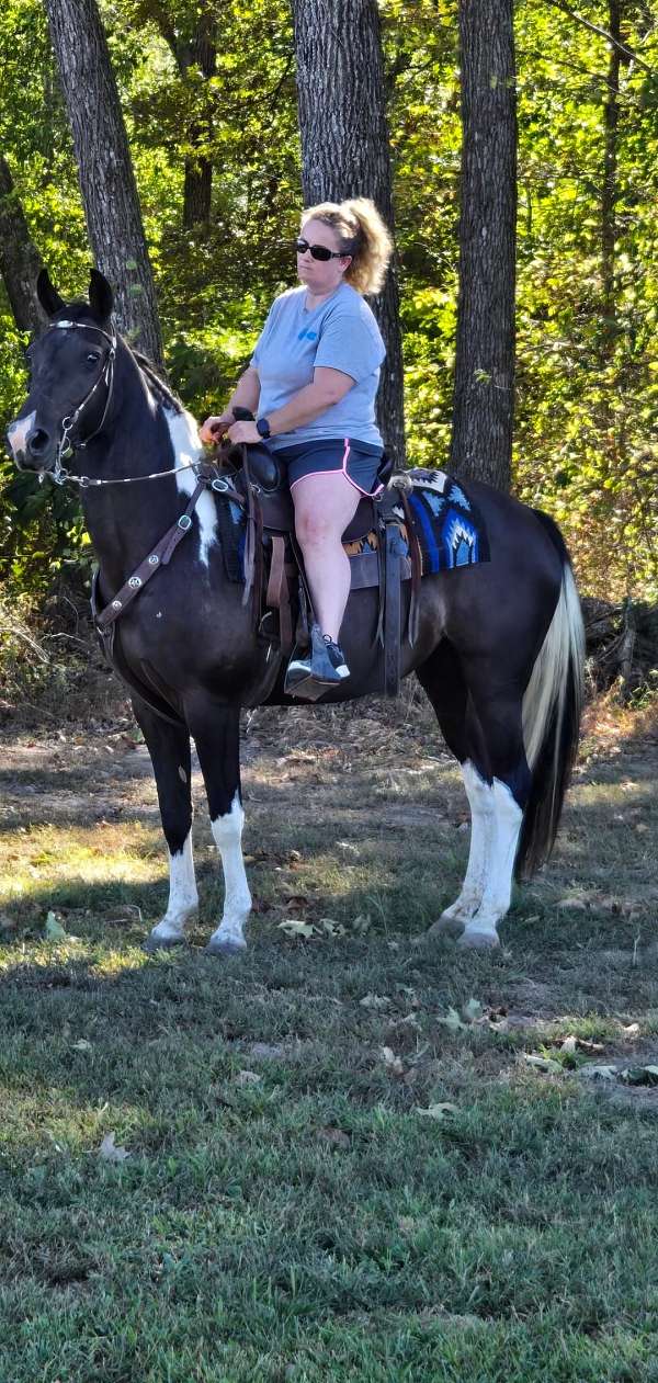 trail-riding-spotted-saddle-horse