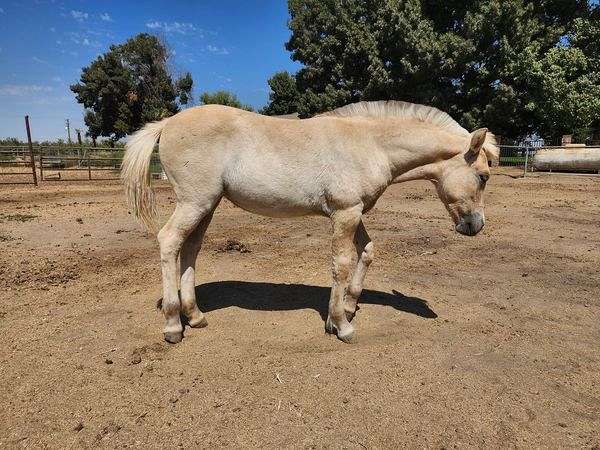 ca-fjord-horse