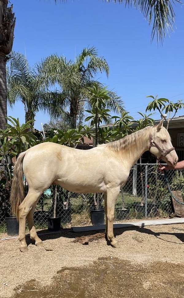 champagne-colt-stallion-for-sale