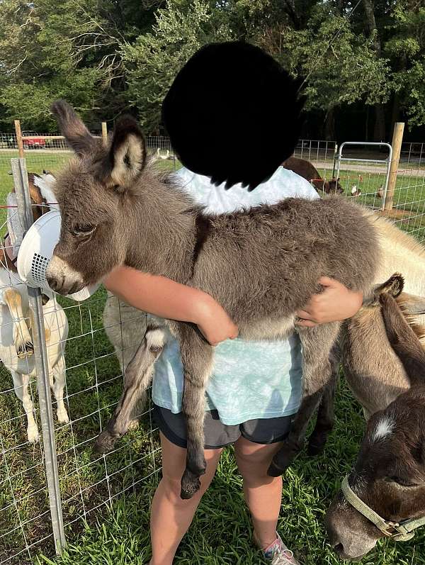 grey-striped-legs-donkey