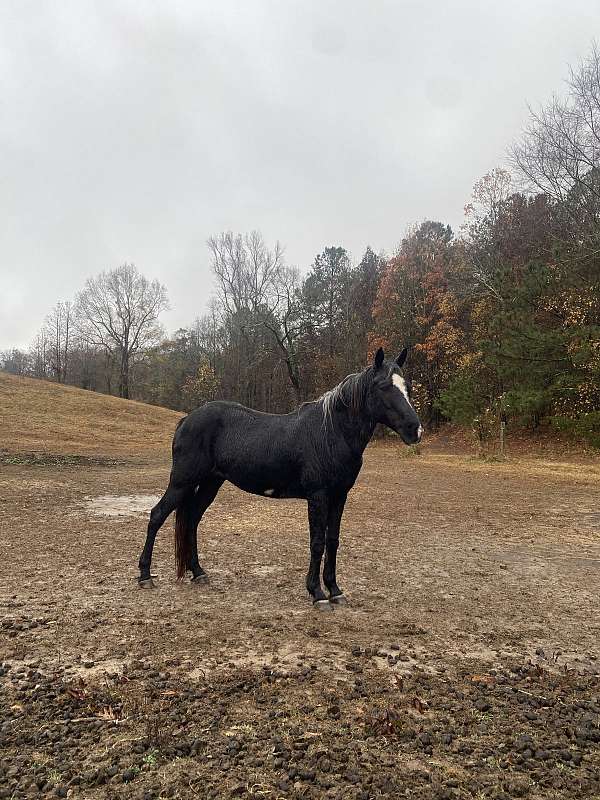 quarter-pony-mare