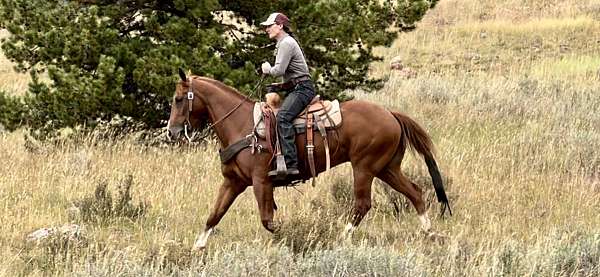 socks-on-right-fore-hind-horse