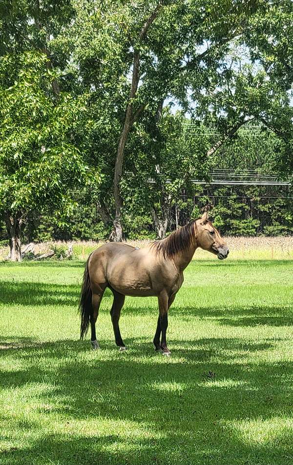 flashy-quarter-horse