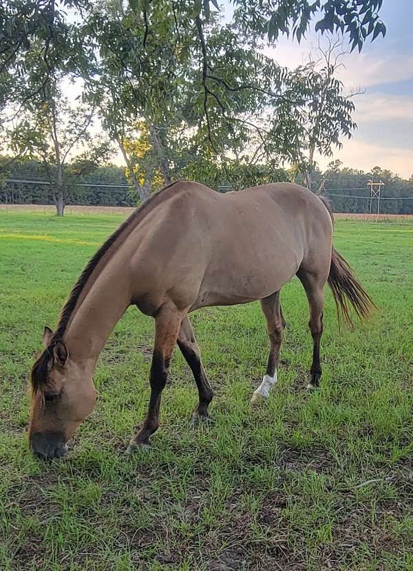 western-riding-quarter-horse