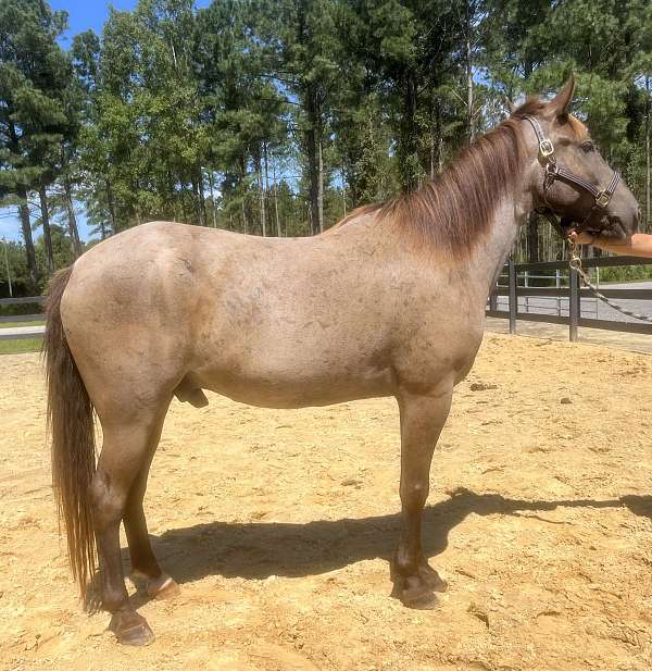 bay-roan-quarter-horse-gelding