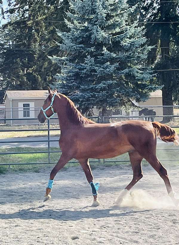 available-saddlebred-horse