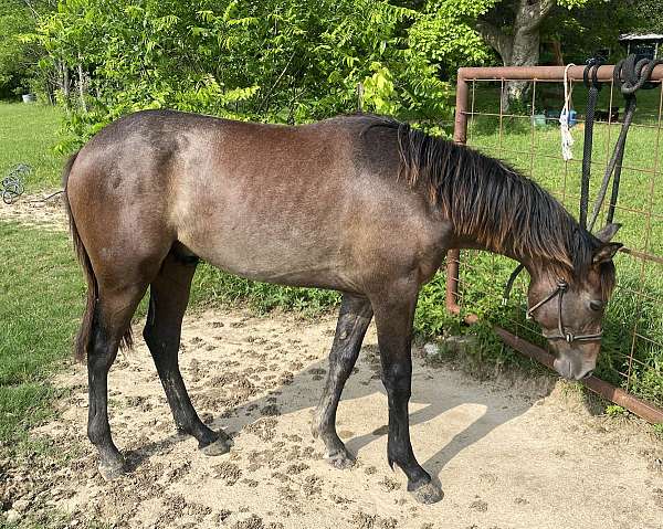 blue-roan-half-arabian-yearling