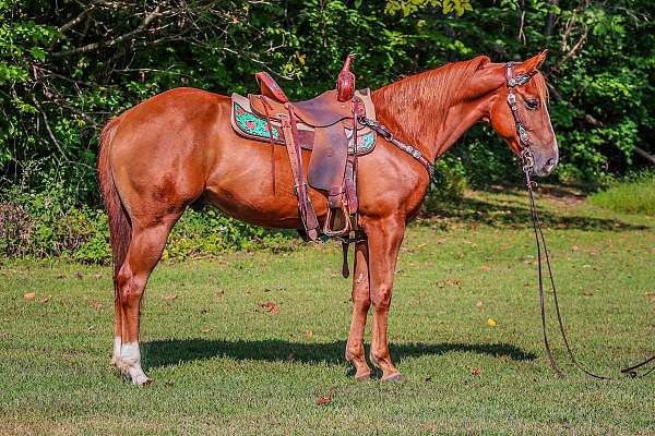 all-around-quarter-horse