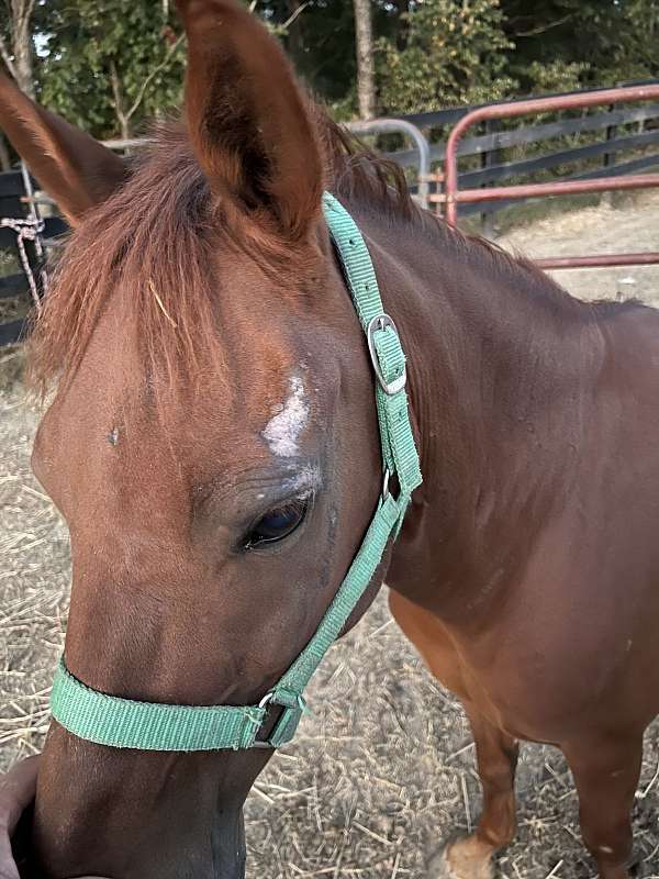 trail-riding-pony