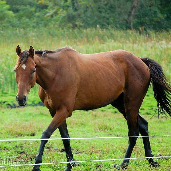 thoroughbred-gelding