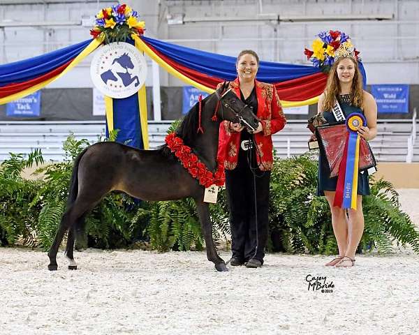 champion-pony-shetland-pony