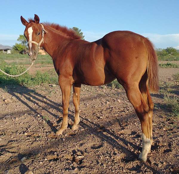 athletic-quarter-horse