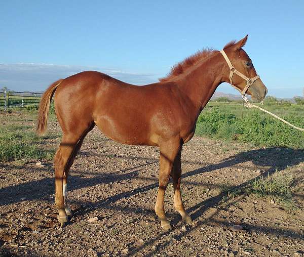 racing-quarter-horse