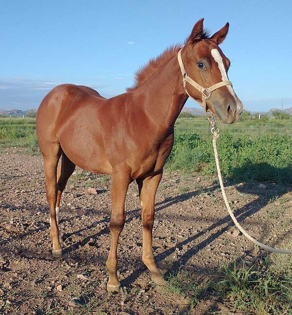 ranch-versatility-quarter-horse