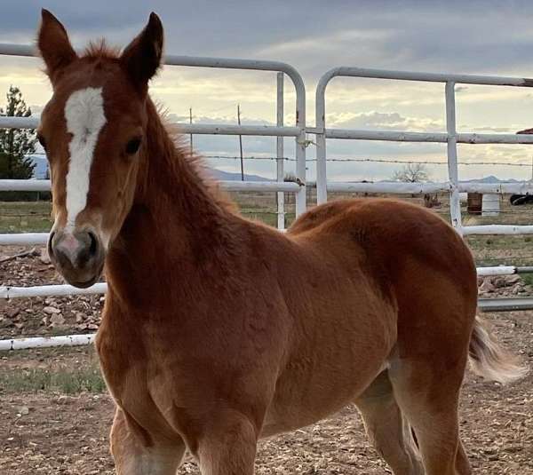 roping-quarter-horse