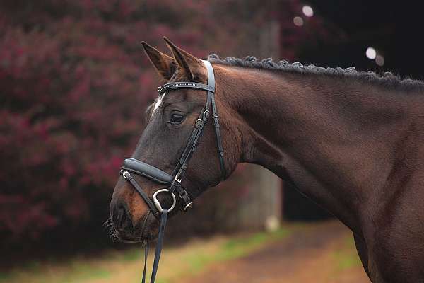 dutch-warmblood-mare-yearling