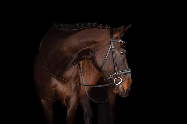 warmblood-mare-yearling