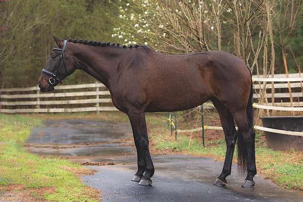 dressage-andalusian-horse