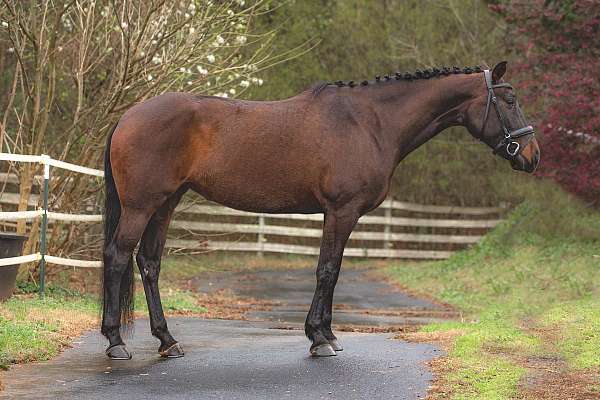 hunter-jumper-andalusian-horse