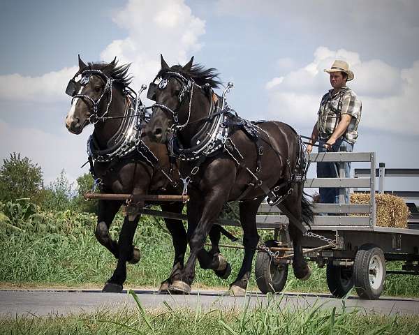 percheron-draft-horse