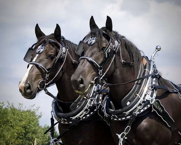 draft-horse