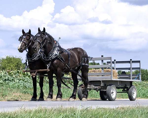 belgian-draft-horse