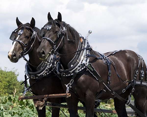 work-draft-horse