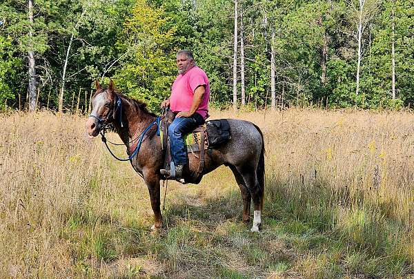 appaloosa-gelding