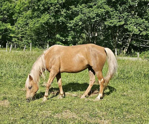 left-hind-sock-horse