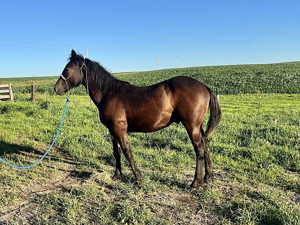 percheron-quarter-horse-mare-yearling