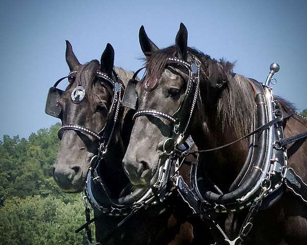 percheron-draft-horse