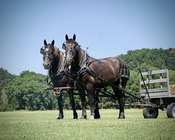 draft-horse