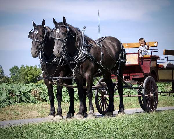 dappled-grey-draft-horse