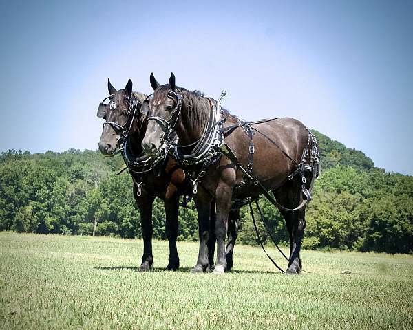 exceptional-draft-horse