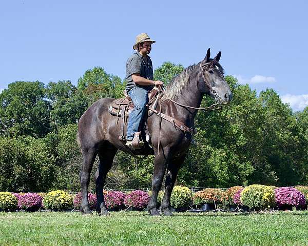 top-draft-horse